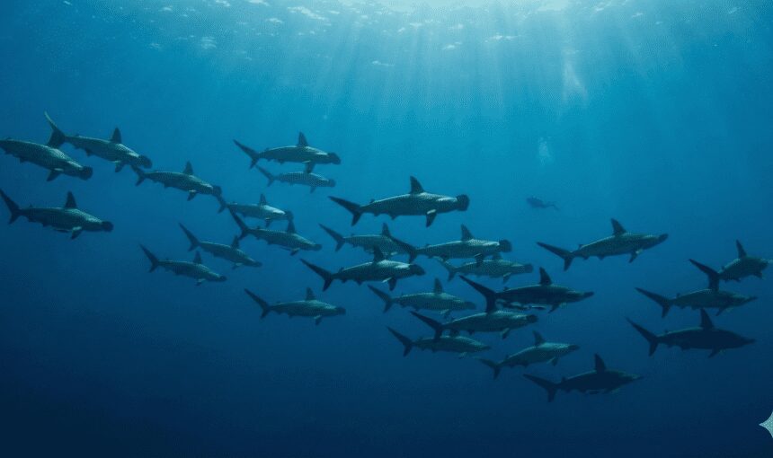 The Deep South & BDE: Chasing Sharks and Adrenaline in the Red Sea