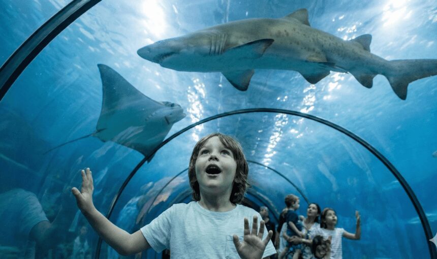 Hurghada Grand Aquarium: A Family Fun Day Under the Sea