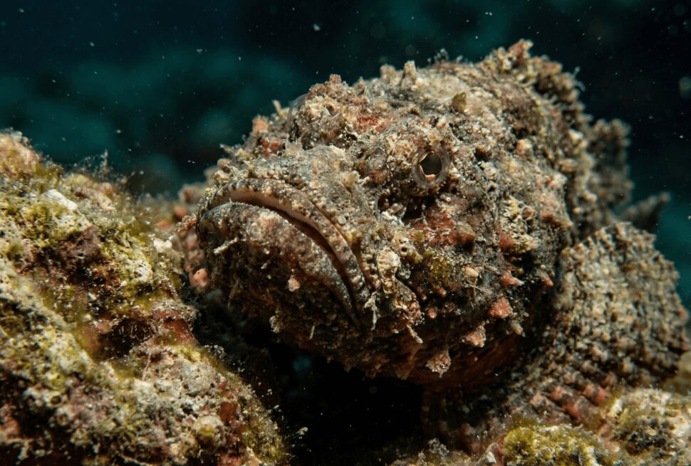 Macro photo of a venomous Stonefish camouflaged on a Red Sea coral reef.