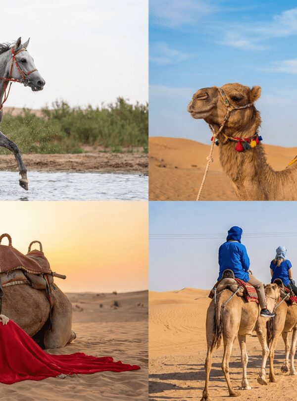 Super Safari Hurghada main image showing quads, horse riding, camels, and stargazing camp